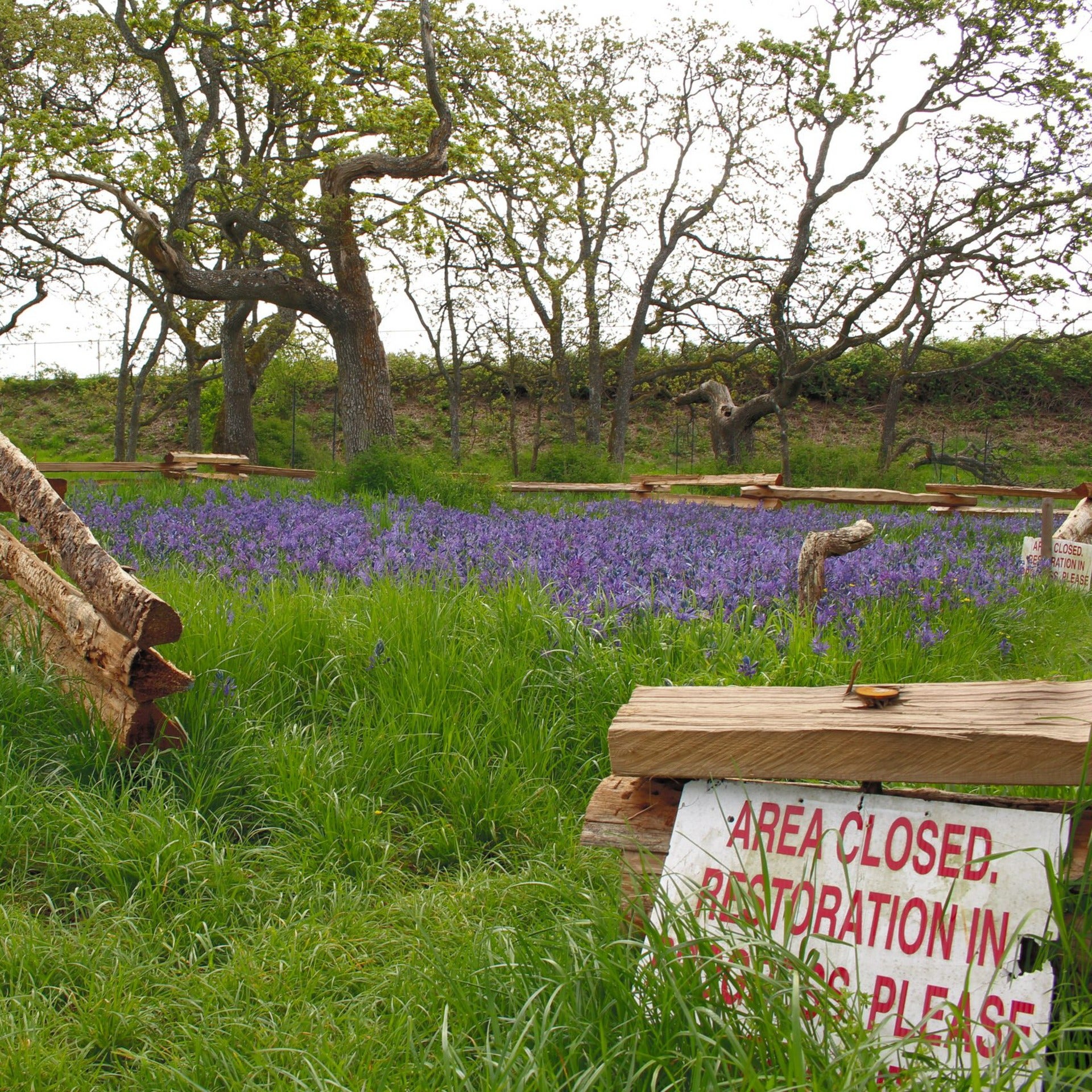 Clearing with a sign "Area closed restoration in process please" and lavender flowers in the distance